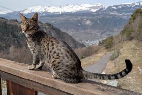 Alerta de Desaparición Gato  Macho , 2 años Niouc Suiza