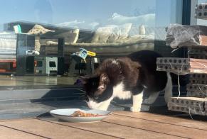 Alerta de Hallazgo Gato Desconocido Bremblens Suiza