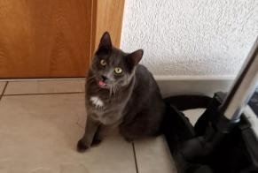 Alerta de Desaparición Gato Hembra , 1 años Sion Suiza