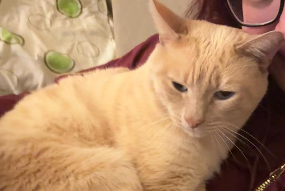Alerta de Desaparición Gato Macho , 12 años Genève Suiza