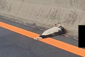 Alerta de Hallazgo Gato cruce Desconocido Chexbres Suiza