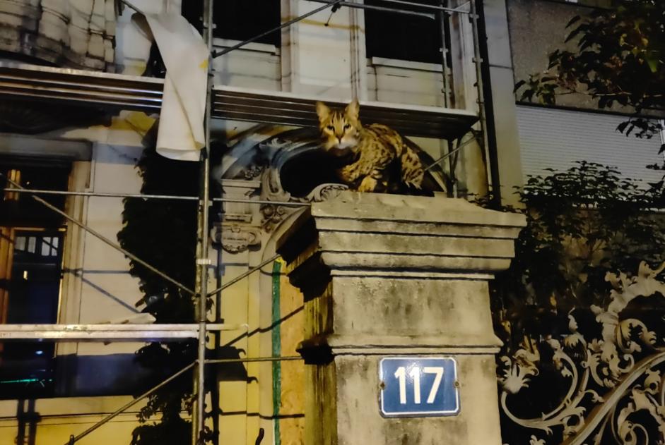 Alerta de Hallazgo Gato Desconocido Basel Suiza
