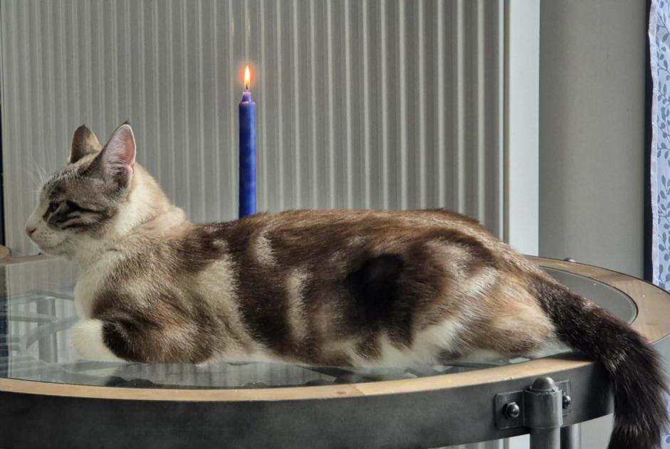 Alerta de Desaparición Gato cruce Hembra , 2 años Villeneuve Suiza