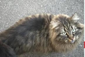 Alerta de Hallazgo Gato  Desconocido Val-de-Ruz Suiza