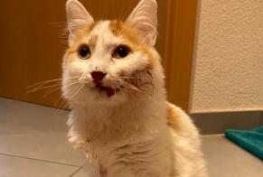 Alerta de Hallazgo Gato Desconocido Sion Suiza