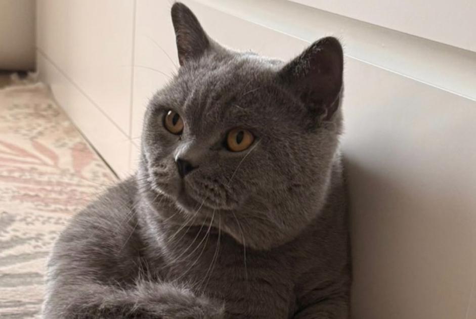 Gato Desaparecido en Meyriez (Fribourg, Suiza)  - alerta desaparición Pet Alert n° 363615