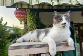 Alerte Disparition Chat croisement Femelle , 3 ans Collombey-Muraz Suisse