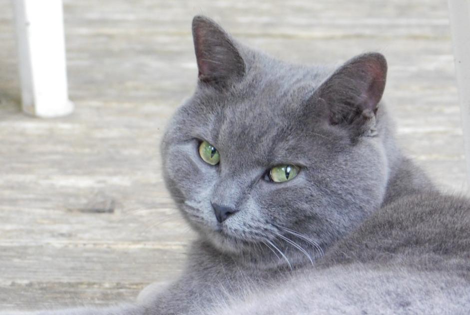 Alerte Disparition Chat croisement Femelle , 9 ans Cheyres-Châbles Suisse