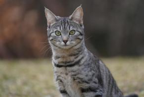 Alerte Disparition Chat croisement Femelle , 3 ans Gryon Suisse