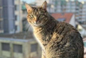 Alerte Disparition Chat Femelle , 3 ans Genève Suisse