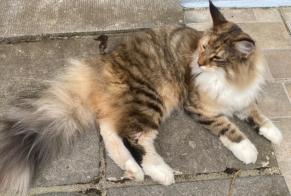 Alerte Disparition Chat  Femelle , 2 ans Epalinges Suisse