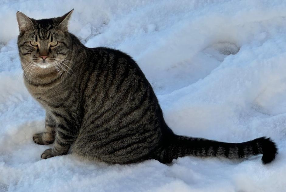 Alerte Disparition Chat Mâle , 4 ans Givisiez Suisse