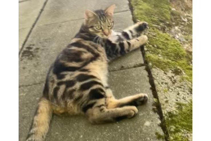 Alerte Disparition Chat Mâle , 2 ans Lausanne Suisse