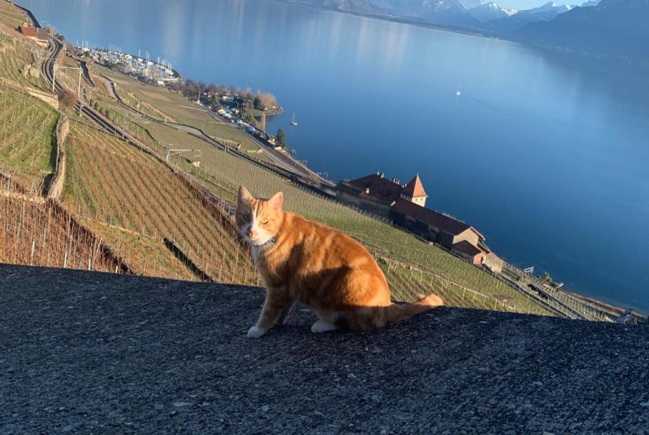 Alerte Disparition Chat Mâle , 5 ans Châtel-Saint-Denis Suisse