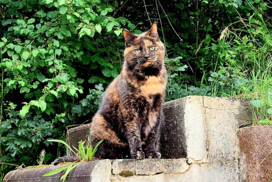 Alerte Disparition Chat Femelle , 15 ans Veyrier Suisse