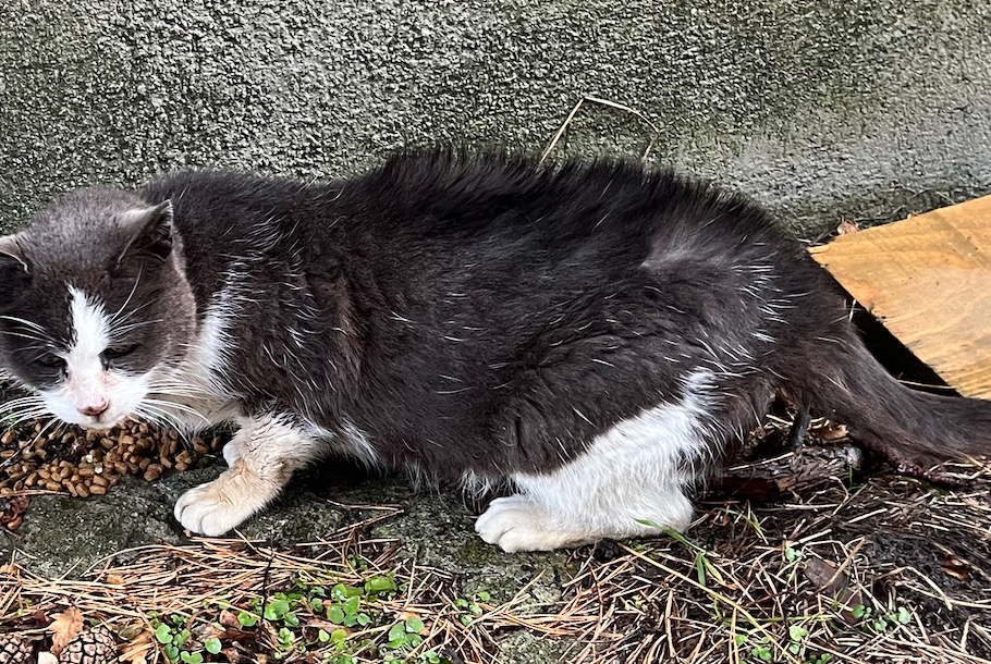 Alerte Découverte Chat Inconnu Vernayaz Suisse