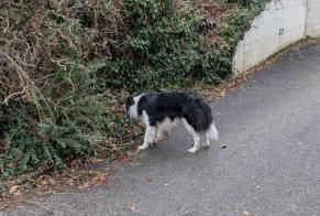 Alerte Découverte Chien  Inconnu Jongny Suisse