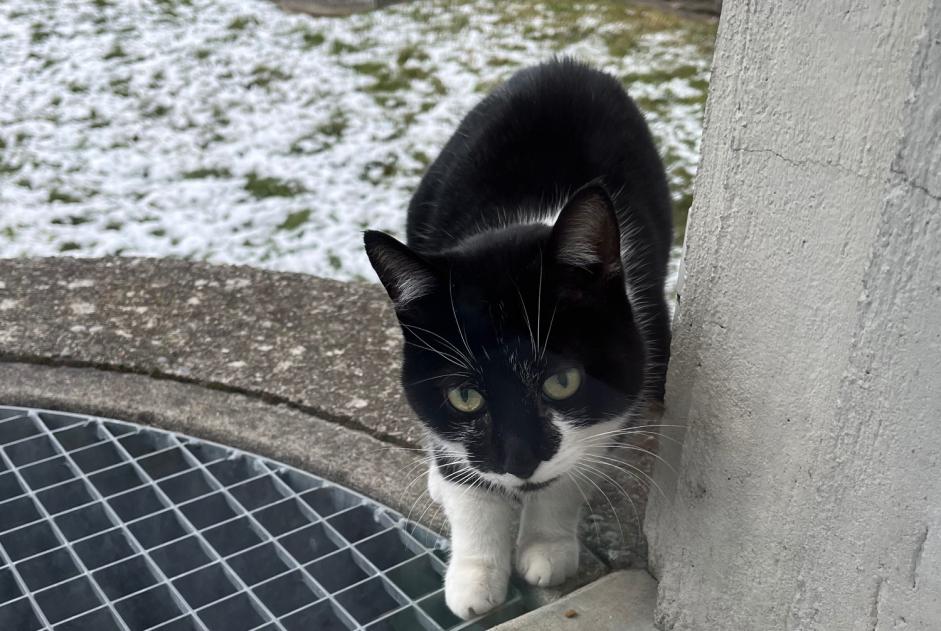 Alerte Découverte Chat Inconnu , Entre 7 et 9 mois Fribourg Suisse