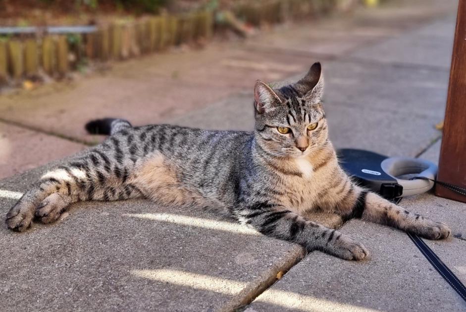 Alerte Disparition Chat Femelle , 1 ans La Tour-de-Peilz Suisse