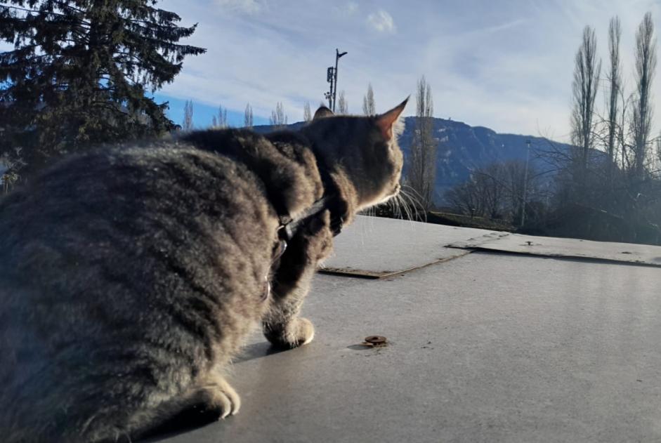 Alerte Disparition Chat Mâle , 1 ans Chêne-Bourg Suisse