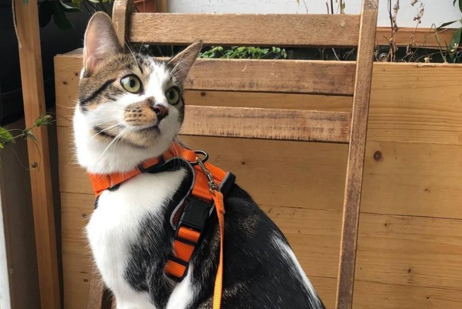 Alerte Disparition Chat  Mâle , 1 ans Genève Suisse