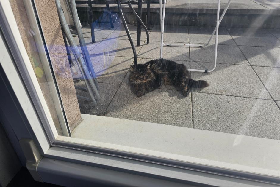 Alerte Découverte Chat croisement Inconnu Vully-les-Lacs Suisse