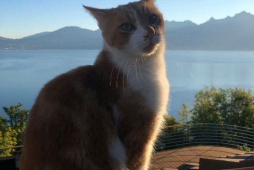 Alerte Disparition Chat Mâle , 8 ans Glion Suisse