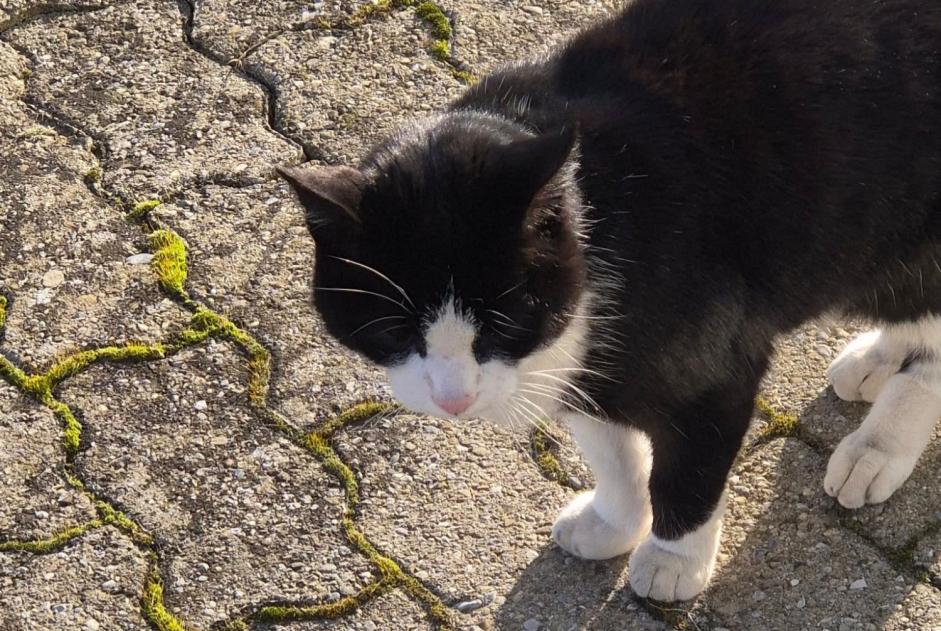 Alerte Découverte Chat Inconnu Yverdon-les-Bains Suisse