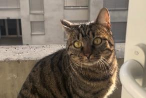 Alerte Disparition Chat Mâle , 24 ans Yverdon-les-Bains Suisse