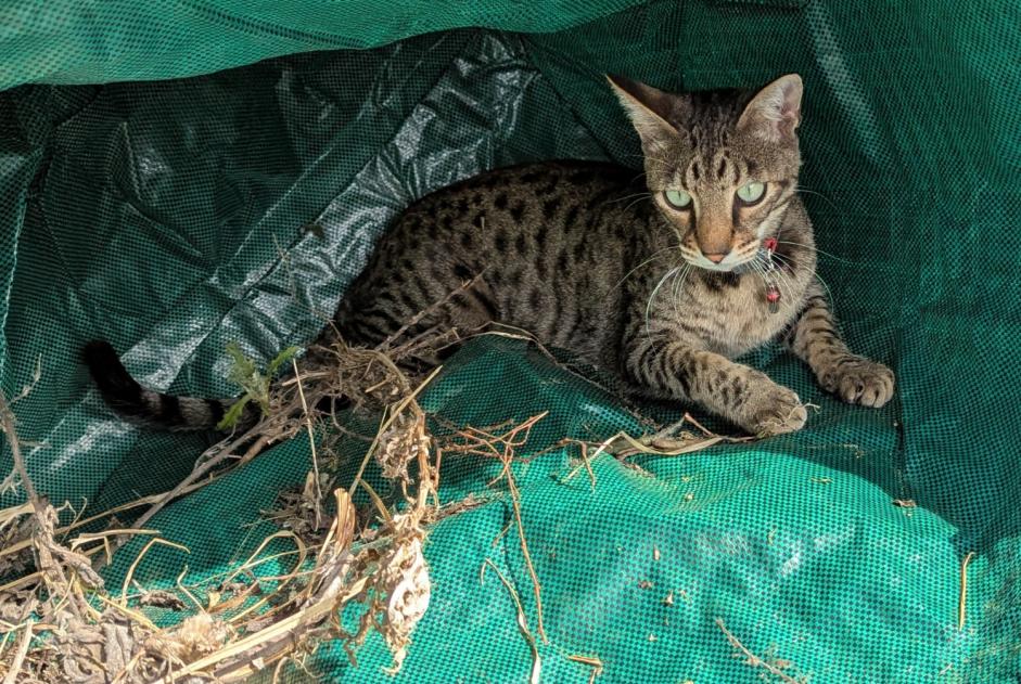 Alerte Disparition Chat  Mâle , 2 ans Niouc Suisse