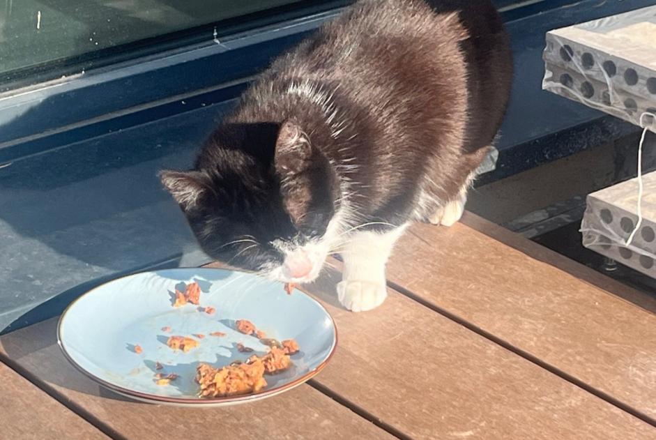 Alerte Découverte Chat Inconnu Bremblens Suisse