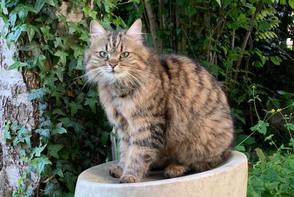 Alerte Disparition Chat  Femelle , 4 ans Cortaillod Suisse