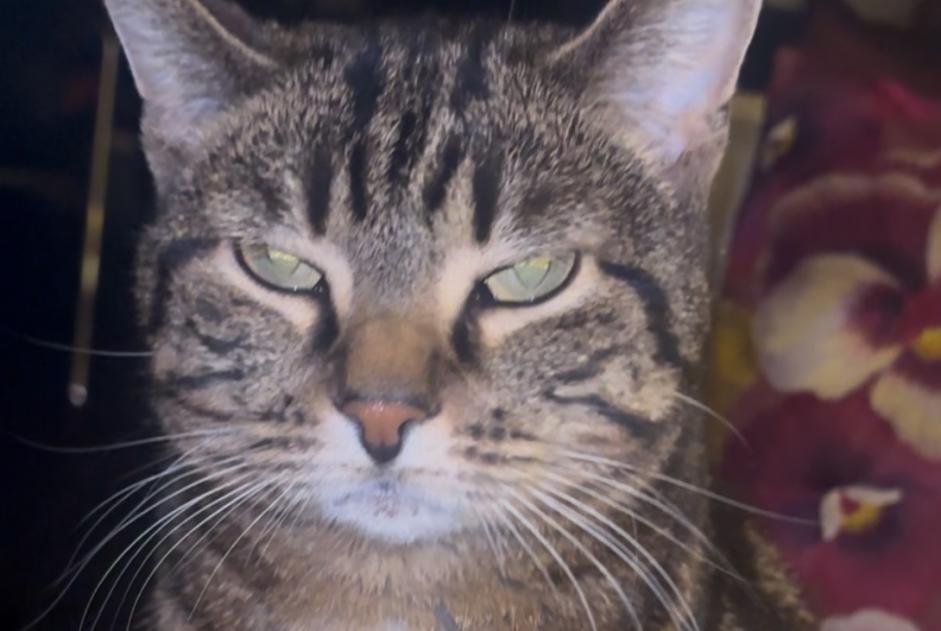 Alerte Disparition Chat Femelle , 5 ans Lancy Suisse