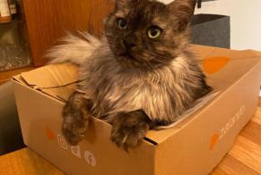 Alerte Disparition Chat Femelle , 4 ans Pully Suisse