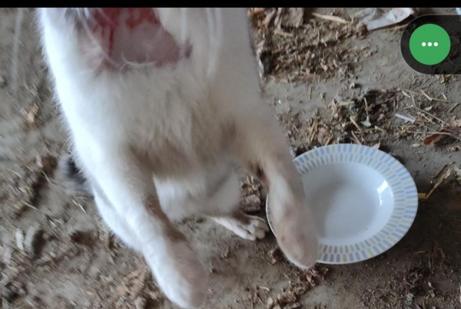 Alerte Découverte Chat Mâle , 3 ans Val-de-Ruz Suisse