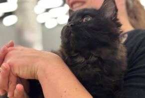 Alerte Disparition Chat  Femelle , 1 ans Epalinges Suisse