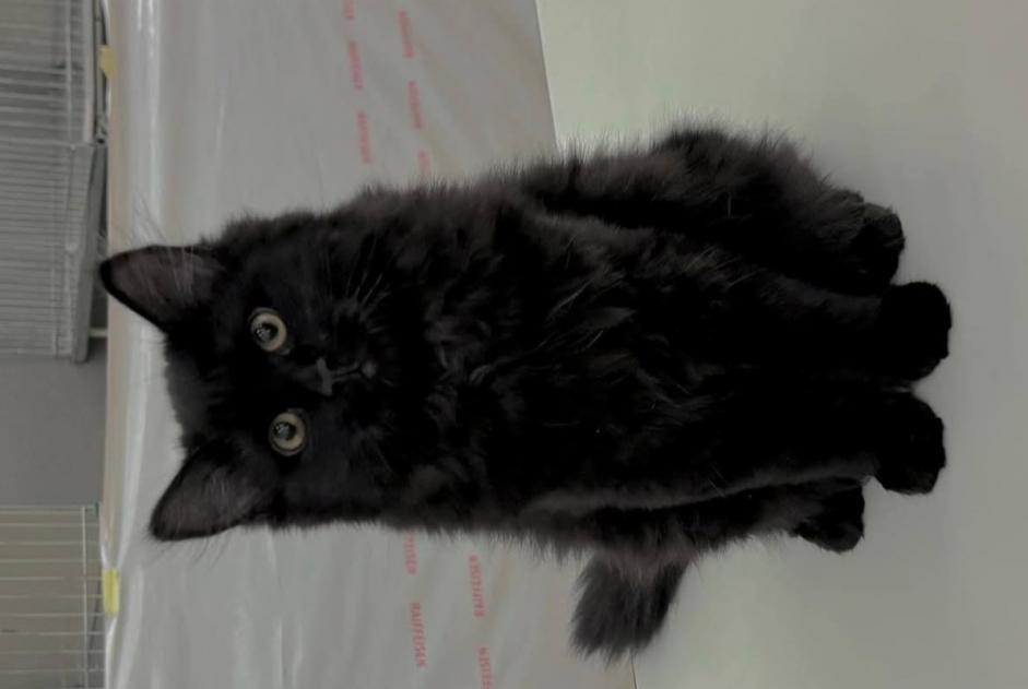 Alerte Disparition Chat  Femelle , 1 ans Epalinges Suisse