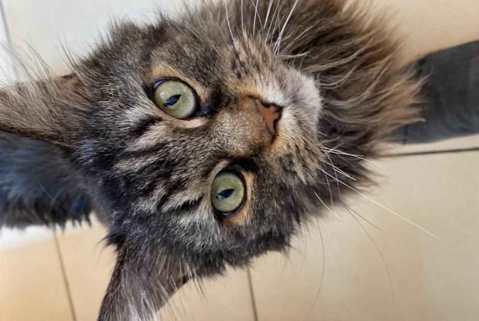 Alerte Disparition Chat  Femelle , 9 ans Meyrin Suisse