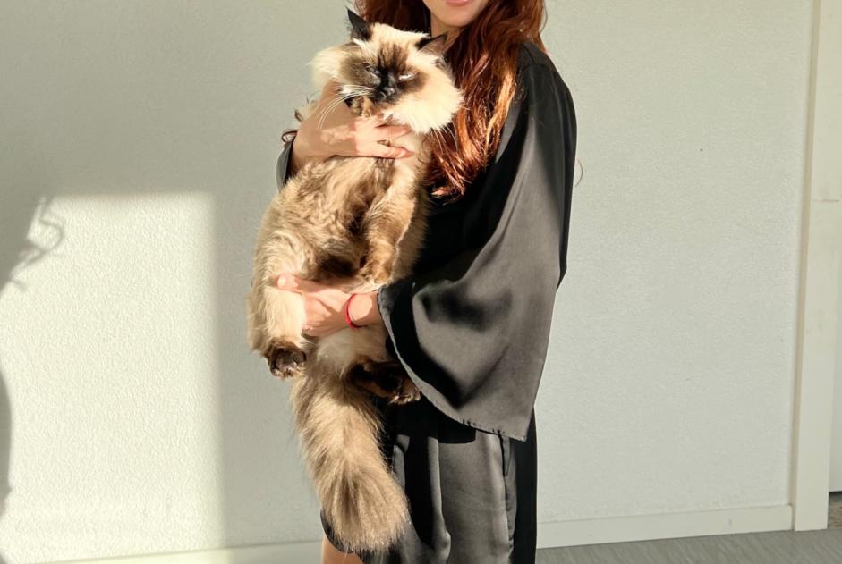 Alerte Disparition Chat  Femelle , 4 ans Montreux Suisse