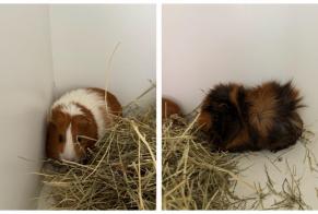 Alerte Découverte Autre Cochon d‘Inde Inconnu Fribourg Suisse