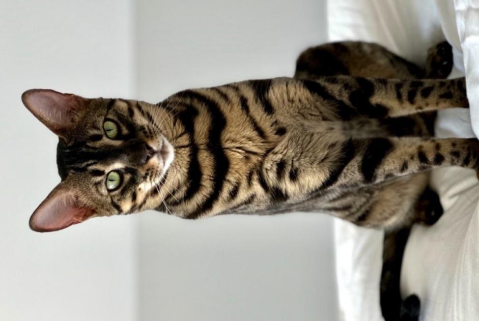 Alerte Disparition Chat  Mâle , 3 ans Collonge-Bellerive Suisse