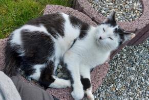 Alerte Découverte Chat Mâle Damphreux-Lugnez Suisse