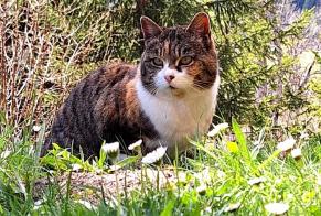 Alerte Découverte Chat Inconnu , 4 ans Leytron Suisse