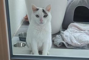 Alerte Découverte Chat  Femelle Cortaillod Suisse