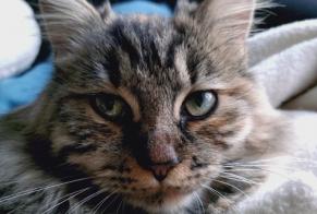 Alerte Disparition Chat Femelle , 1 ans Areuse Suisse