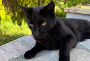 Alerte Découverte Chat Inconnu Vétroz Suisse