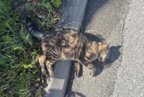 Alerte Découverte Chat  Inconnu Vétroz Suisse