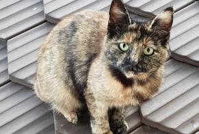 Alerte Découverte Chat Inconnu Val-de-Ruz Suisse