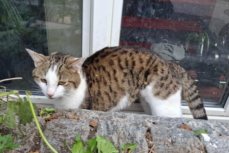 Alerte Découverte Chat Inconnu Moutier Suisse