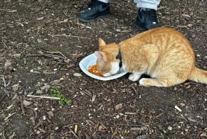 Alerte Découverte Chat croisement Inconnu Genève Suisse